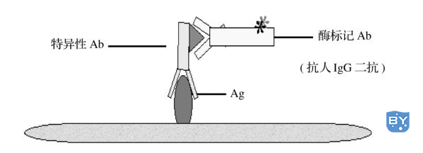 图8-1 ELISA间接法