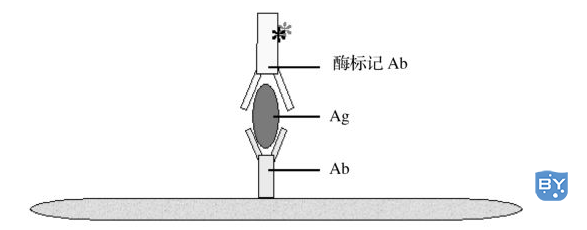 图8-2　ELISA双抗体夹心法