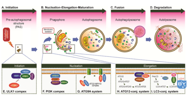 图1. 自噬的发生过程