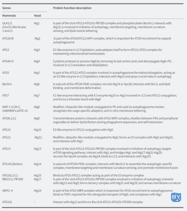 图2. 自噬相关基因及其在自噬中的蛋白质功能