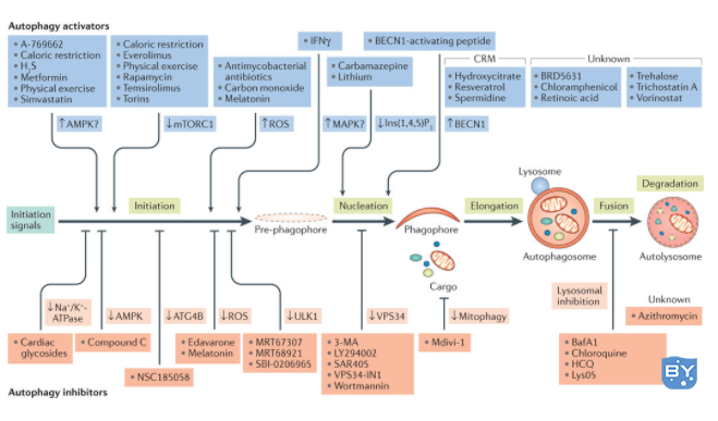 图3. 自噬通路调控药物