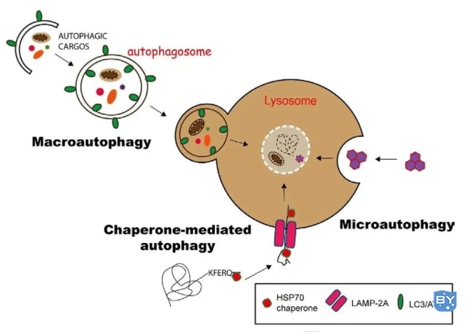 图1. 3种自噬途径