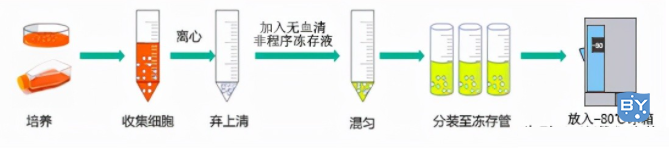 使用无血清非程序冻存液操作示意图