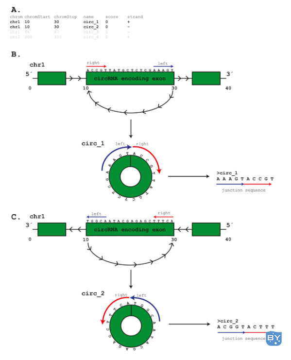 image.png 图1. 使用BED注释的circRNAs