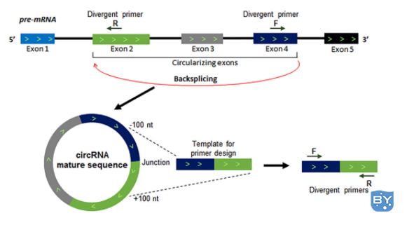 来自 pre-mRNA 反向剪接的 circRNA 生物发生示意图