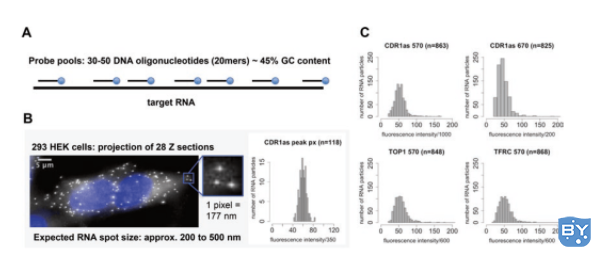 使用RNA FISH对circRNA CDR1as进行单分子检测