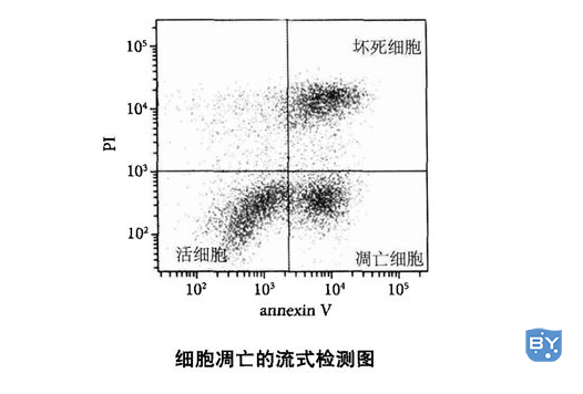 细胞凋亡的流食检测图