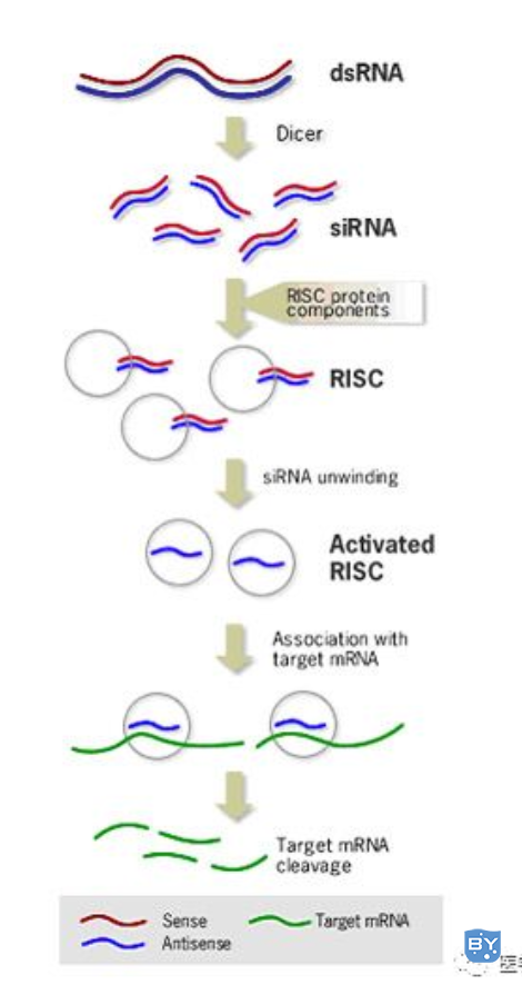 SiRNA序列