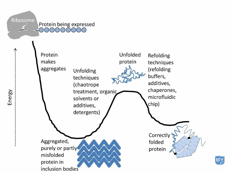 蛋白质复性工具包：蛋白质重折叠的 21 个技巧和窍门