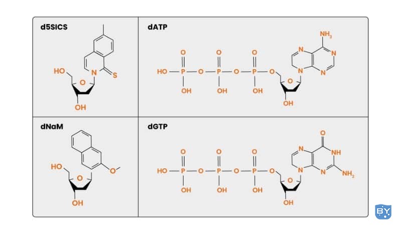 异种核酸：合成生物学和您的研究中的基本工具