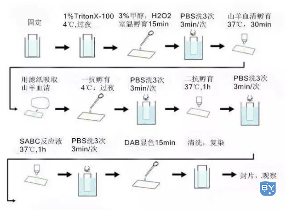 免疫组化实验