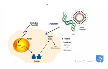 细胞转染实验步骤