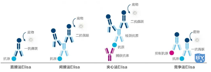 双抗夹心ELISA实验