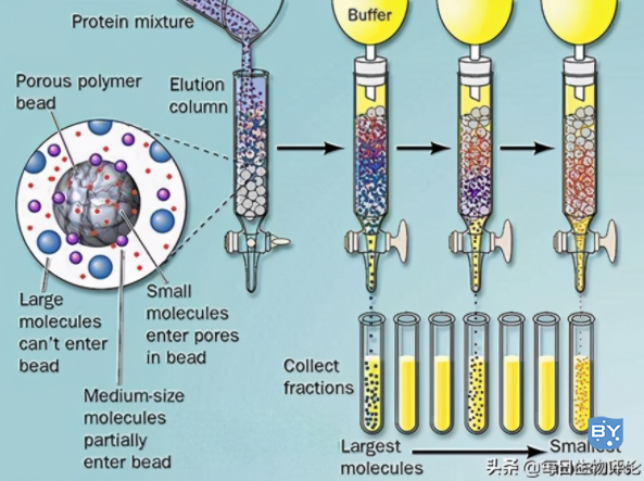 如何高效纯化蛋白&抗体