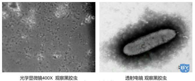 黑胶虫污染