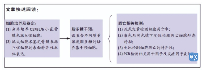 脂多糖干预小鼠骨髓来源巨噬细胞的凋亡