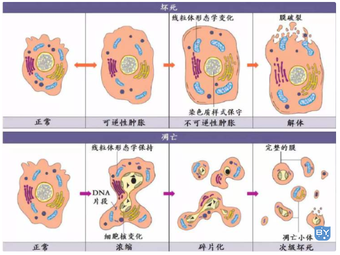 检测细胞凋亡的常用方法