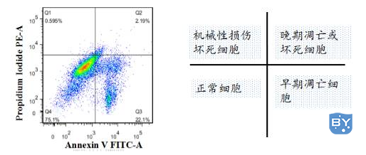 流式凋亡染色