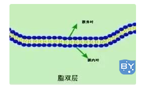 非极性的输水区