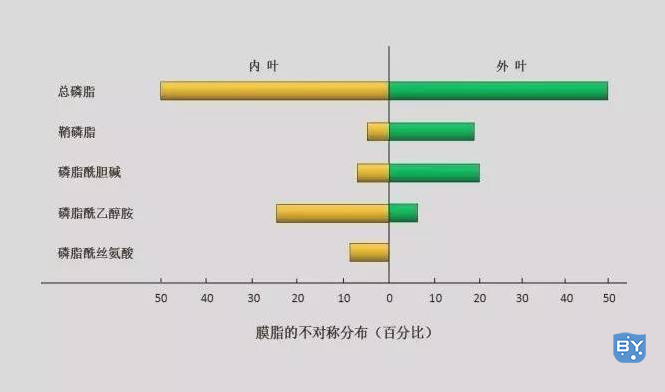 膜脂的分布具有不对称性