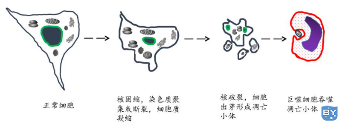 细胞凋亡的概念-图3