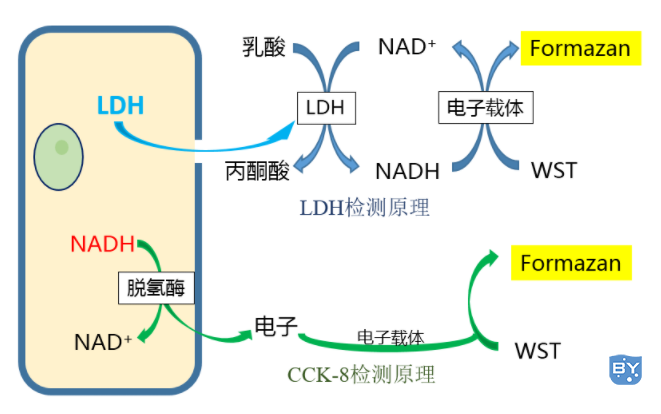 CCK-8检测原理