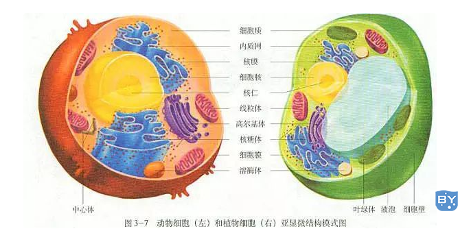 动物细胞与植物细胞的主要区别