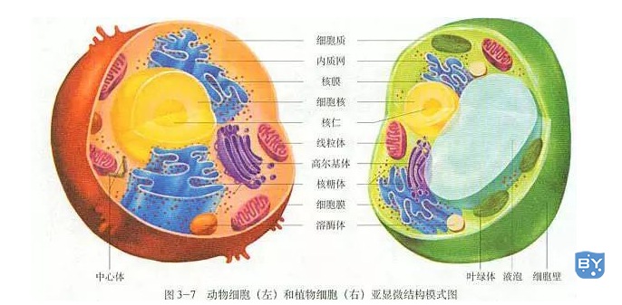 动物细胞与植物细胞相似性