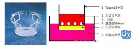 Transwell原理示意图