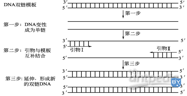 图1PCR 原理示意图