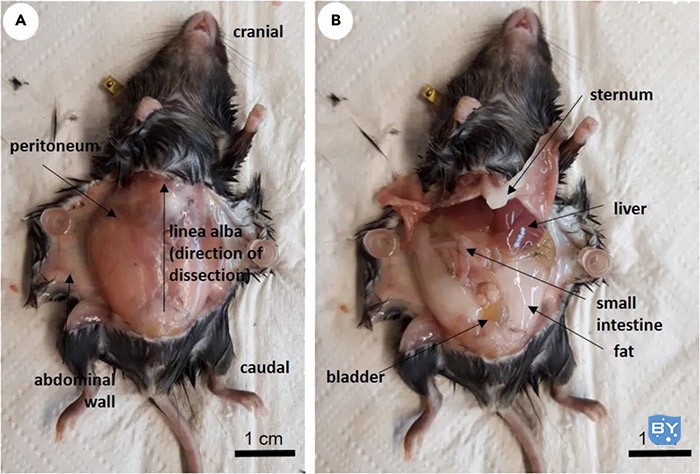 图3.小鼠解剖，A、小鼠打开腹壁后；B打开腹膜后的小鼠