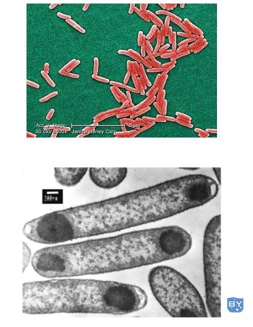 包涵体蛋白复性方法