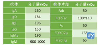 各类型抗体及抗体片段的分子量