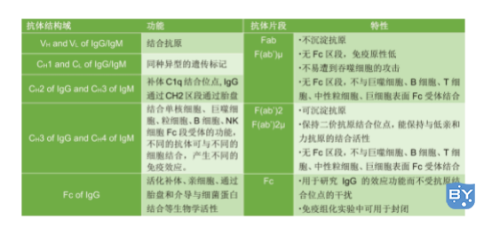 IgG、IgM各结构域功能及各片段的特性