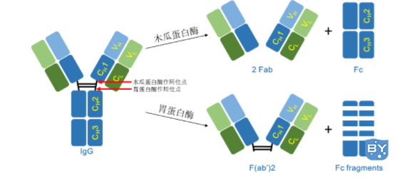 IgG的片段化