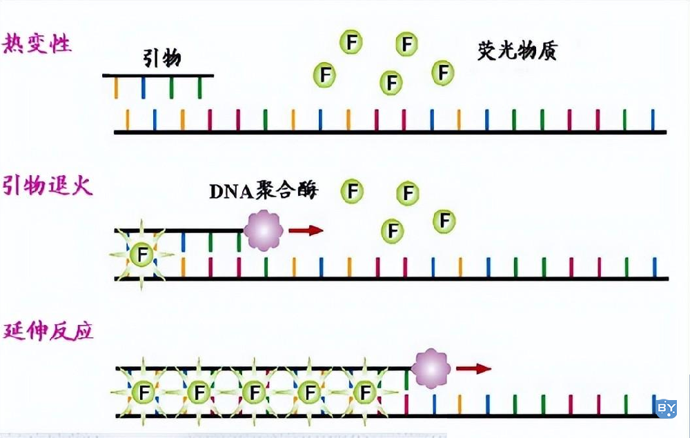 ▲ 图1 染料法原理图