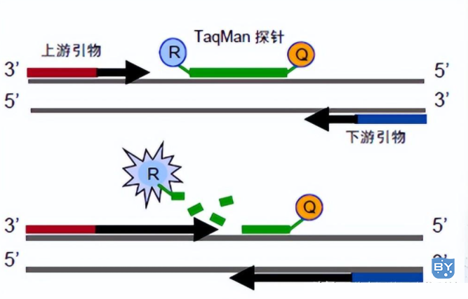 图2 Taqman探针