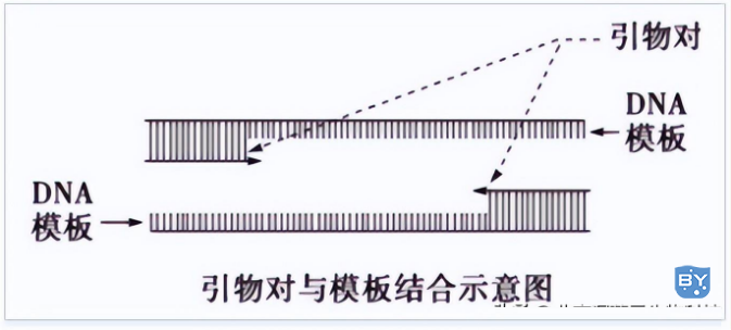 普通PCR和荧光定量PCR的引物设计，有什么相同点和不同点呢？