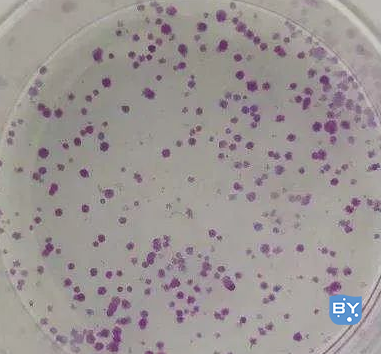 2种细胞集落形成实验操作方法
