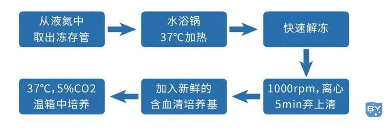 细胞培养的基本流程（复苏、传代、冻存3个基本流程）