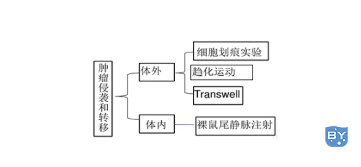 细胞划痕实验