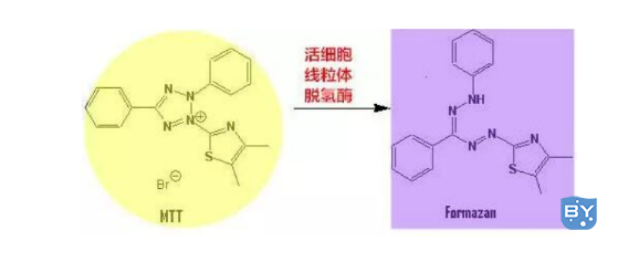 MTT结果分析