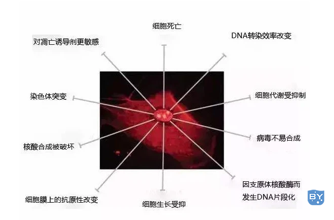 细胞被支原体污染有什么危害，怎么处理
