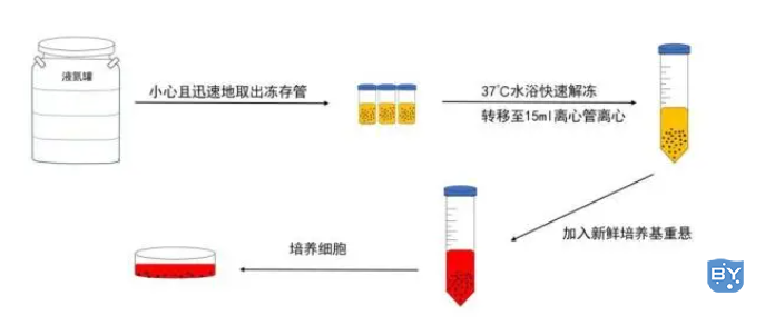 细胞解冻流程图