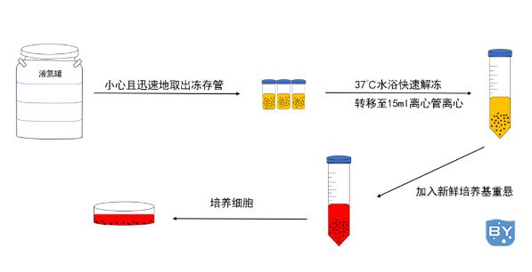 细胞解冻流程图