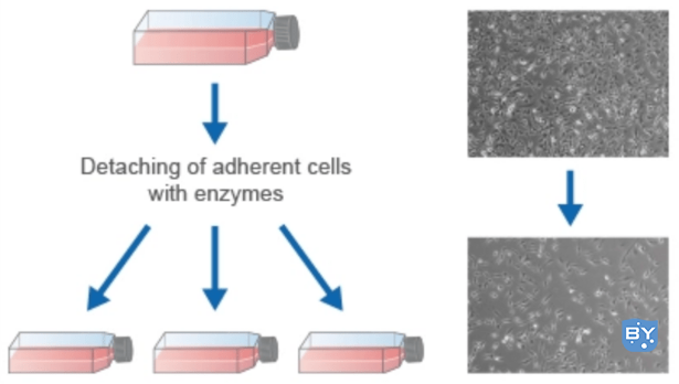 细胞传代示意图